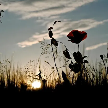 Tenuta Rivalazzo Gospodarstwo wiejskie *